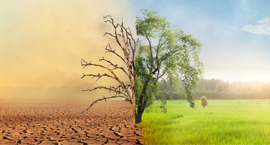 A picture of a tree which has been split in two. The left side has the tree looking dead and the landscape is brown. The tree on the other half is green and has leaves and is in a green field